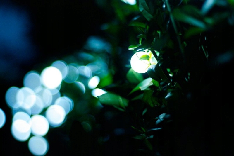 Lampki ogrodowe girlandy ogrodowe 20 metrów zewnętrzne 200 LED Światło stałe - Zimny Biały 11 Lampki ogrodowe girlandy ogrodowe 20 metrów zewnętrzne 200 LED Światło stałe - Zimny Biały 41